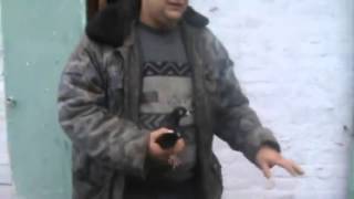 Одесский длинноклювый турман Боровика Владимира г.Александрия