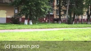 Лось бегает по улицам Ижевска