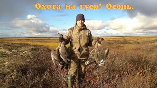 Охота на гуся! Осень.