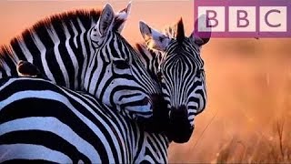 Дикая южная Африка Сафари Поразительный Документальный фильм BBC  на русском
