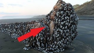 Это чудище выползло из моря посреди дня на пляж!