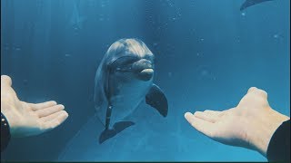 THE LAND OF LEGENDS ANIMALS CARE DESTINATION - Commercial