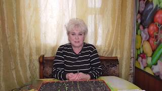 ОГУРЦЫ И ТОМАТЫ В ОДНОЙ ТЕПЛИЦЕ - ХОРОШО ЛИ ИМ ВМЕСТЕ? Ольга Чернова.