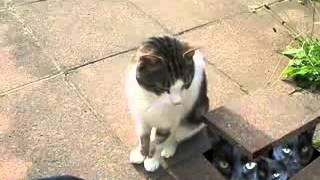 Самый Лучший клип с КОТАМИ.