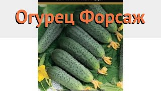 Огурец обыкновенный Форсаж (forsazh) ? огурец Форсаж обзор: как сажать семена огурца Форсаж
