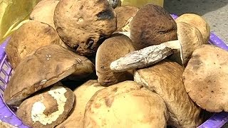 До великої кількості отруєнь приводять небезпечні гриби