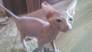 Котёнок сфинкс. Детство кота Феликса. Kitten Sphinx