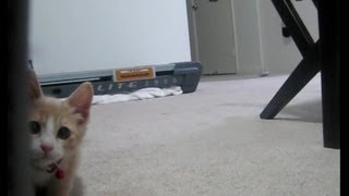 Ninja Kitten