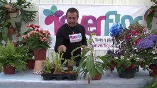Sarracenias - Plantas Carnívoras