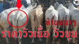 สำรวจราคาวัวเนื้อ วัวขุน  และวัวเลี้ยงสวยๆ ราคากันเอง เริ่ม20,000บาท ที่ตลาดหนองแก จ.ร้อยเอ็ด