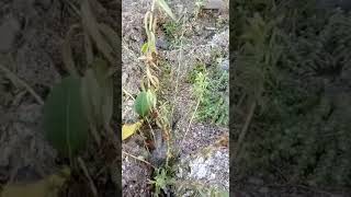 நாக தோஷத்தை நீக்கும் மருத்துவ அரிப்பை நீக்கும் அரிய வகை மூலிகை