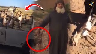 خطير جدا.. سعوديون يرتكبون في حق الثروة الحيوانية بالمغرب نواحي طانطان شوفو أش دارو