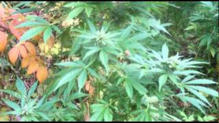 Outdoor Grow 2009 in the Tricomb Valley