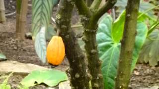 Оранжерея Ботанического сада/Jardin des plantes 4