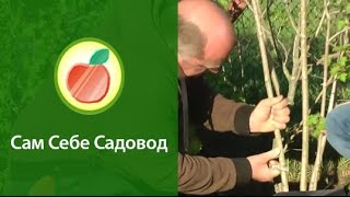 Размножаем саженцы воздушными (китайскими) отводками