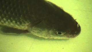 Моргает ли карась? ВИДЕО ДОКАЗАТЕЛЬСТВО