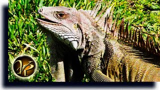 ANIMALES SALVAJES en FLORIDA | Iguanas en Florida y Manaties ?