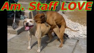 A dog's wedding Am. Stuff    Собачья свадьба  Американский Стаффордширский терьер  Бойцовая собака