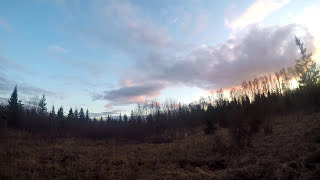 На вальдшнепа во время весенней гусиной охоты в Новгородской области.