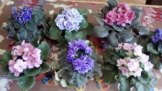 Выбор фиалки ! Пышное шапочное цветение !Легко и просто !!!!