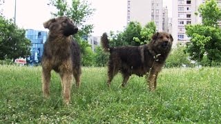 Ujedi pasa lutalica svakodnevnica, na ulicama šinteri