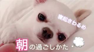 【チワワ】朝の過ごしかた?【モーニングルーティン】