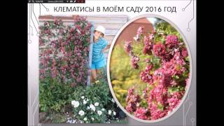 Выращивание клематисов семинар 03.12.2016
