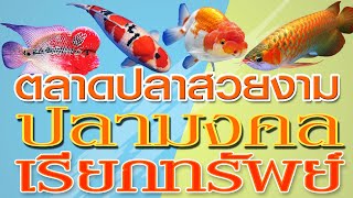 ตลาดปลาสวยงาม @จตุจักร # ปลามงคล เรียกทรัพย์ #Fish Market Chatuchak #Ep.1