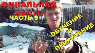 ОБУЧЕНИЕ норки. Приручение. Приход на зов. Часть 9