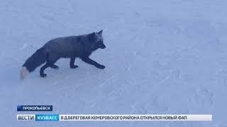В Кузбасском городе заметили чернобурую лису
