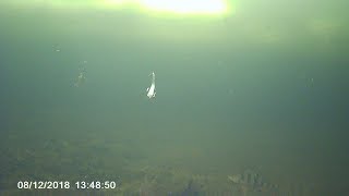 Подводные съёмки, ловля окуня на ваучер. 2018