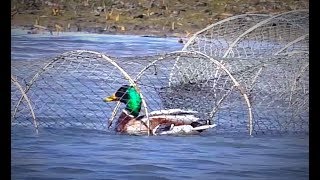 Спасал дикую утку из браконьерской снасти. Рыбалка на крупного карася. Первая рыбалка на донку.