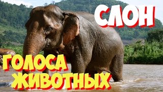 Учим голоса птиц и звуки животных. Звуки природы слушать онлайн СЛОН