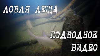 Зимняя ловля леща, подводное видео