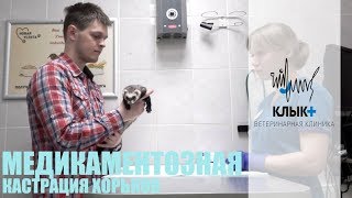 Химическая кастрация хорьков супрелорином