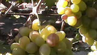 Сорт винограда "Атаман" - сезон 2019 # Grape sort "Ataman"
