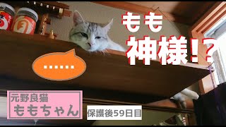 我が家の猫神様★【野良猫保護】59日目の様子 taking in stray cats