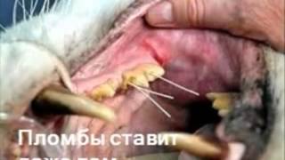Кто же лечит зубы львам? Автор слов и идеи Дина Ораз, поёт Лариса Чайка.