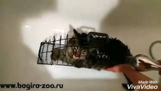 Как правильно мыть кота