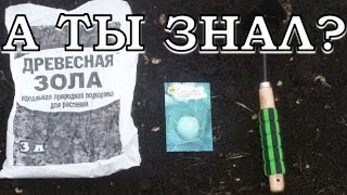 Сеем КАПУСТУ на РАССАДУ в теплице