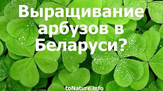Выращивание арбузов в Беларуси в открытом грунте