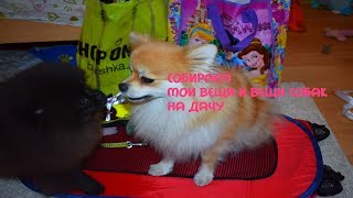 СОБИРАЮ СУМКУ НА ДАЧУ ( мои вещи+ вещи для собак)/ в поездку
