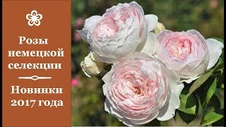 ❀ Розы немецкой селекции. Новинки 2017 года