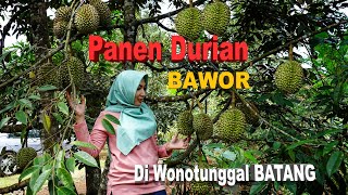 Panen Durian Bawor Di Wonotunggal BATANG