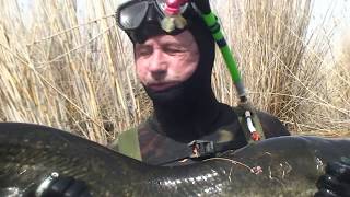 Подводный мир. Дельта.   Охота на сома