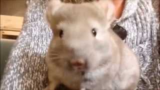 Bebe chinchilla