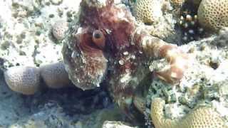 Египет.Шарм-эль-Шейх. Осьминог. (octopus)