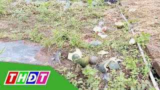 Cà Mau: Ruộng dưa hấu Tết bị phá hoại | THDT