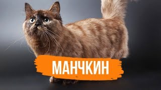 МАНЧКИН - ИНТЕРЕСНЫЕ ФАКТЫ О ПОРОДЕ