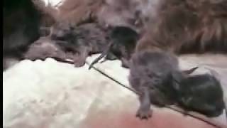 cachorro ajuda no parto da gata